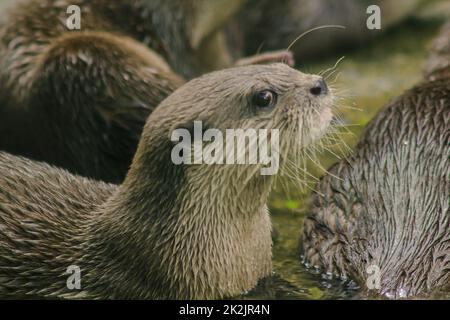 Kleinklaubiger Otter mit dunkelbraunem Haar Weißer Halsbereich das Haar ist recht kurz. Kleine Säugetiere im Wasser Stockfoto
