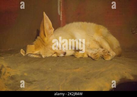 Fennec Fox is Sleeping ist ein kleiner Fuchs, der nachts in der Sahara-Wüste in Nordafrika heikel ist Stockfoto