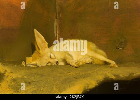 Fennec Fox is Sleeping ist ein kleiner Fuchs, der nachts in der Sahara-Wüste in Nordafrika heikel ist Stockfoto