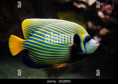 Kaiserangelfische fischen unter Wasser im Meer Stockfoto