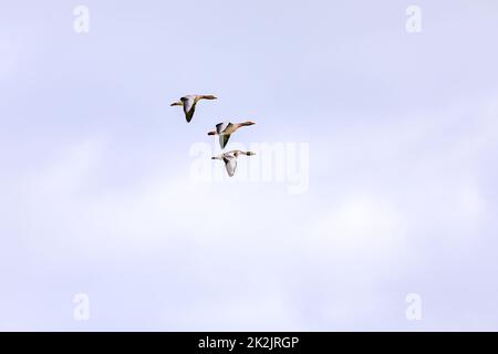 Drei markante Enten im kompletten synchronen Flug in einer Formation Stockfoto