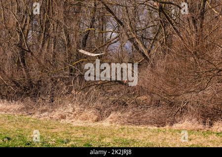 Sturmschäden und Windschäden an Bäumen sind in einem geschützten Waldgebiet an der Tagesordnung Stockfoto