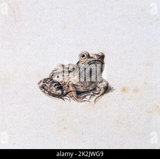 Joris Hoefnagel Flämische Schule Grüner Frosch 16. Jahrhundert Aquarell auf Pergament Privatsammlung Stockfoto