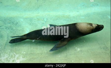 Der Südamerikanische Seelöwe (Otaria flavescens, ehemals Otaria byronia), auch genannt die "Southern Sea Lion und die PATAGONISCHEN Seelöwen, ist ein Seelöwe auf der Chilenischen, Ecuador, Peru, Uruguay, Argentinien und dem südlichen brasilianischen Küsten gefunden. Es ist das einzige Mitglied der Gattung Otari Stockfoto