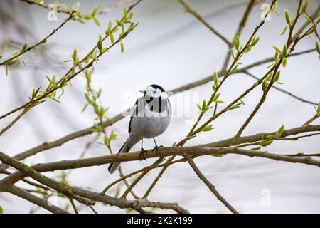 Eine weiße Bachstelze in der Hecke Stockfoto