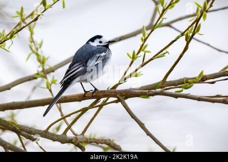 Eine weiße Bachstelze in der Hecke Stockfoto