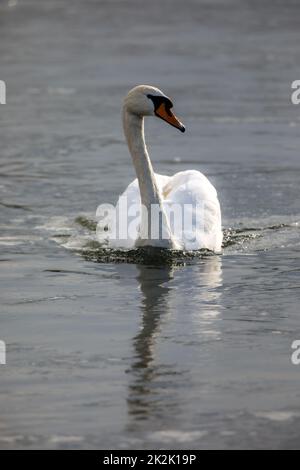 Ein stummer Schwan auf dem See Stockfoto