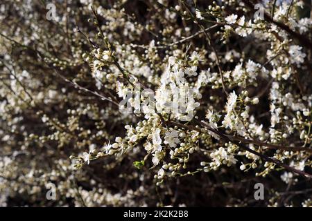 Schlehe, Schwarzdorn (Prunus spinosa) - blÃ¼hender Strauch Stockfoto