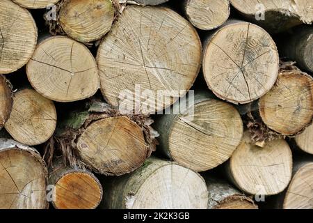 Schneidet die Enden von Stämmen in einem Stapel Stockfoto