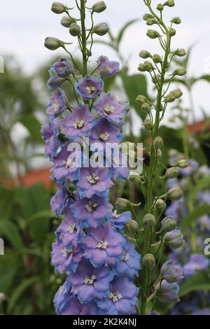 Blauer und violetter Delphiniumblütendorn Stockfoto