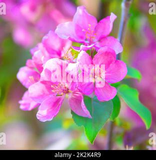 Blassrosa Apfelblumen Stockfoto