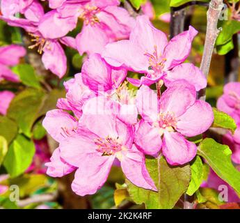 Blassrosa Apfelblumen Stockfoto