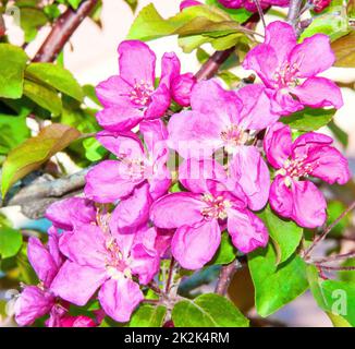 Blassrosa Apfelblumen Stockfoto