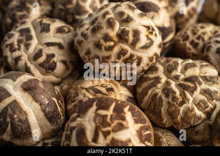 Getrockneter Shiitake-Pilz auf Holzgrund. Gesunde Ernährung. Stockfoto