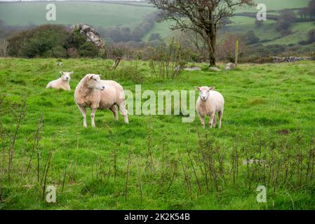 Schafe auf einer grünen Wiese in der Nähe von St. Advent im Norden von Cornwall, Großbritannien. Stockfoto
