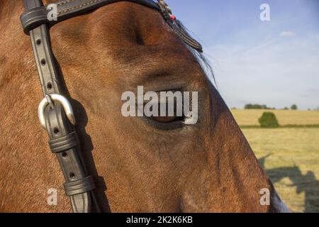 Pferd und Schatten und Details seines Auges Stockfoto