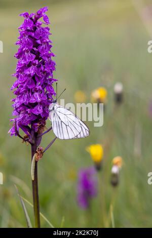Schwarz-geäderter weißer Schmetterling, Aporia crataegi und Heath Spotted Orchid oder Moorland Spotted Orchid (Dactylorhiza maculata) Stockfoto