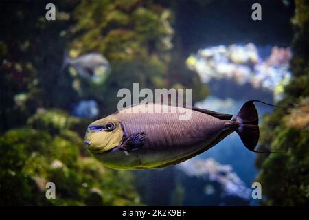 Naso vlamingii Fische unter Wasser im Meer Stockfoto