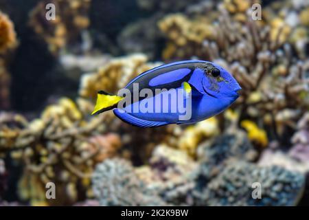 Paracanthurus hepatus blue surgeonfish fish fish Unterwasserfische im Meer Stockfoto