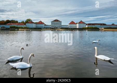 Schwan im Teich bei Schloss Nymphenburg. München, Bayern, Deutschland Stockfoto