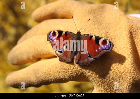 Ein Pfauenschmetterling auf einer Hand Stockfoto