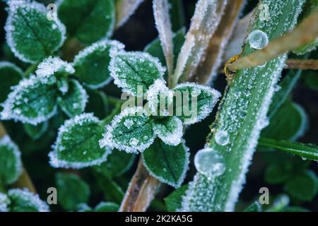 Eiskristalle auf noch grünen Pflanzen. Nahaufnahme von gefrorenem Wasser. Makroaufnahme aus der Natur Stockfoto