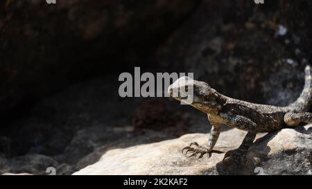 Stellagama auf den Felsen in Israel aus nächster Nähe. Die hell erleuchtete von der Sonneneidechse auf Steinen Stockfoto