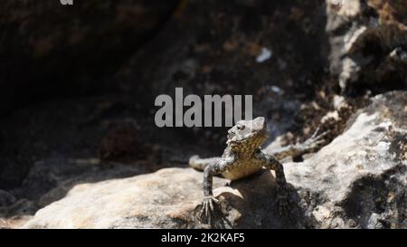 Stellagama auf den Felsen in Israel aus nächster Nähe. Die hell erleuchtete von der Sonneneidechse auf Steinen Stockfoto