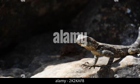 Stellagama auf den Felsen in Israel aus nächster Nähe. Die hell erleuchtete von der Sonneneidechse auf Steinen Stockfoto