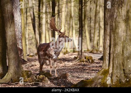 Hirsche im Wald Stockfoto