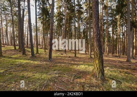 Forest Pines Stockfoto