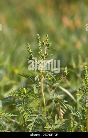 Ragweed closeup, gemeinsame Allergie Anlage Stockfoto
