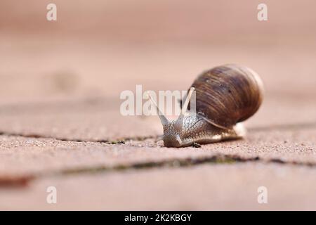 Schnecke kriecht auf dem Boden Stockfoto