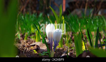 Violette Krokusblüten, die auf der Frühlingswiese aufwachen Stockfoto