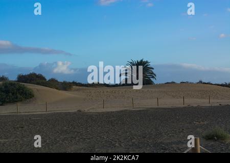 Windskulptur - Sanddünen, Maspalomas, Cran Canaria Stockfoto