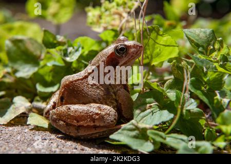 Ein gemeiner Frosch sitzt stolz in der Sommersonne auf dem Hof eines englischen Gartens. Natürliches Laub bildet die perfekte Kulisse, um seine Schönheit zu bewundern. Stockfoto