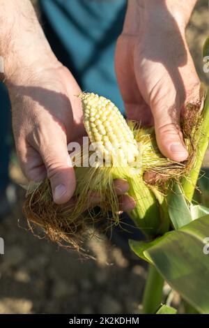 Die Hände eines Bauern öffnen sich und zeigen eine unreife Ähre von Mais in einem Kornfeld. Stockfoto