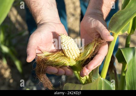 Der Bauer hält eine unreife Ähre in seinen Händen auf seinem Feld. Stockfoto