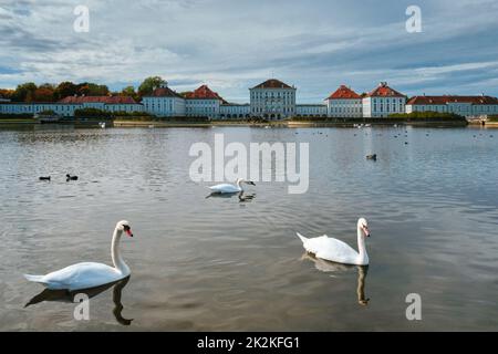 Schwan im Teich bei Schloss Nymphenburg. München, Bayern, Deutschland Stockfoto