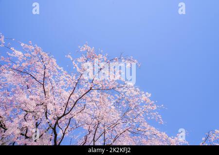 Weinender Kirschbaum und sonniger blauer Himmel Stockfoto