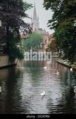 Brügger Kanal mit weißen Schwanen zwischen alten Bäumen mit der Kirche unserer Lieben Frau im Hintergrund. Brügge, Belgien Stockfoto