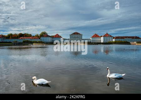 Schwan im Teich bei Schloss Nymphenburg. München, Bayern, Deutschland Stockfoto