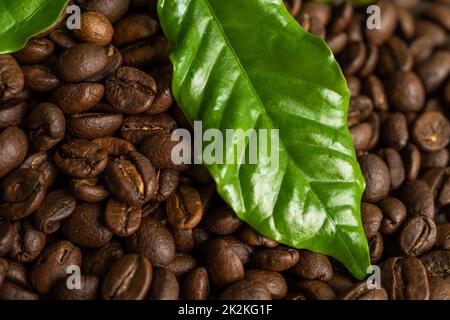 Kaffeebohne Medium geröstet mit Blatt in frischen Morgen. Stockfoto