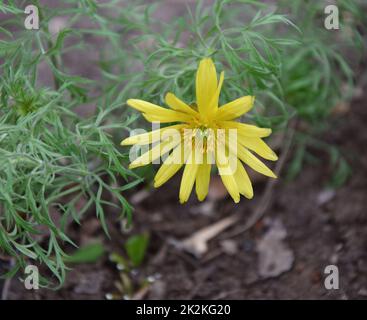 Die gelbe Adonis-Frühlingsblume oder Goritsvet (Lat. Adonis vernalis) Stockfoto