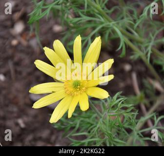 Die gelbe Adonis-Frühlingsblume oder Goritsvet (Lat. Adonis vernalis) Stockfoto