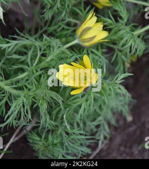 Die gelbe Adonis-Frühlingsblume oder Goritsvet (Lat. Adonis vernalis) Stockfoto