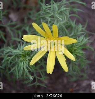 Die gelbe Adonis-Frühlingsblume oder Goritsvet (Lat. Adonis vernalis) Stockfoto