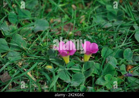 Oxalis purpurea auf einem Rasen in Porto Stockfoto