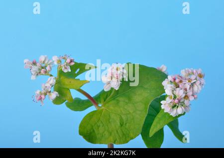 Buchweizen blüht auf blauem Hintergrund Stockfoto