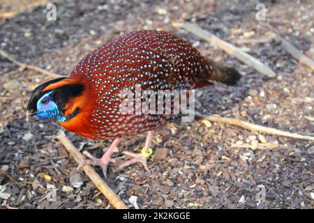 Ein Porträt eines Fasanenvogel, exotisches Huhn. Stockfoto